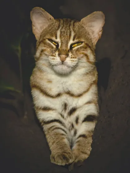 This Rusty-spotted cat sighting happened while we were tracking a leopard, a perfect example of how the jungle is always full of surprises.