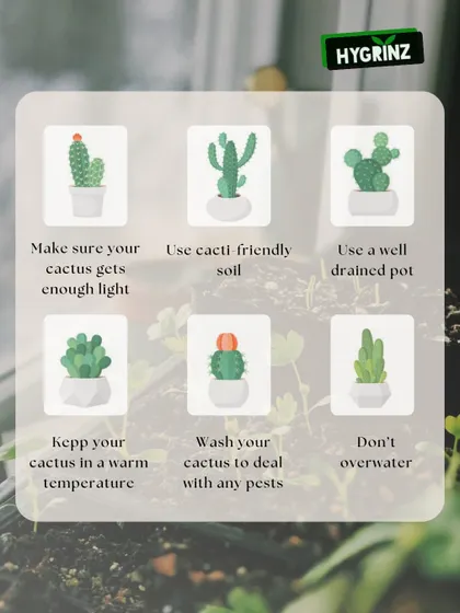 Cacti are low-maintenance, but they still have specific needs. This guide provides six essential tips for cactus care, from providing enough light to using the right soil and avoiding overwatering.