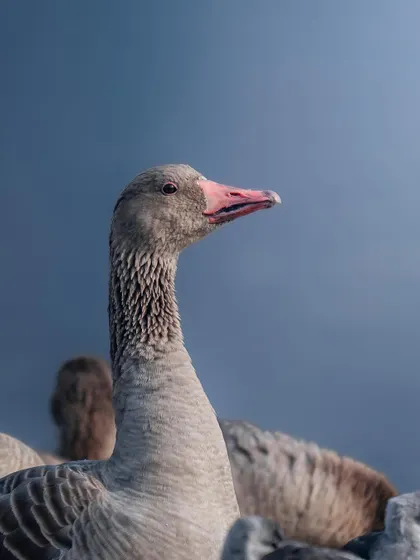 A close-up portrait of a Greylag Goose. The simple composition and eye-level perspective create an intimate connection with the bird.