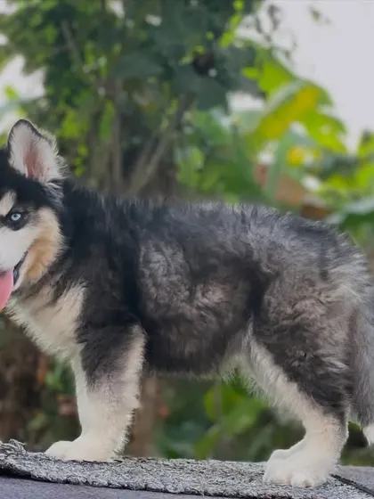 A full standing shot of this "Not For Sale" Husky. His conformation is excellent, with a strong topline and good angulation.