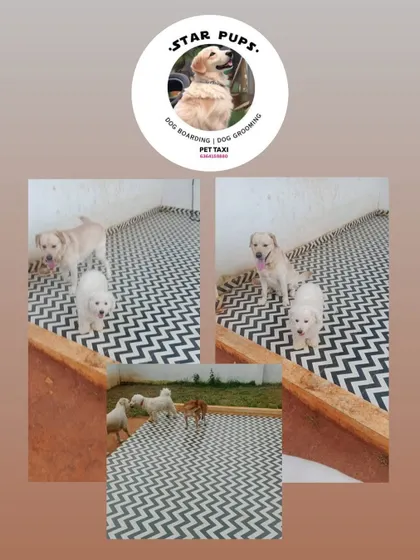 A collage of some of our white-coated friends, including a Maltese and a Labrador, enjoying the play area.