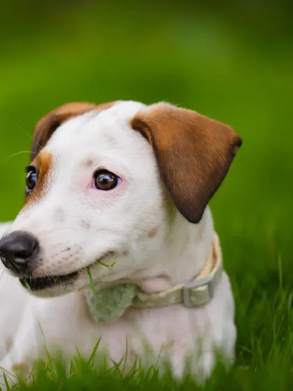 A funny shot of Frankie caught nibbling on a blade of grass. It's these quirky, candid moments that make a pet's personality shine in adoption photos.