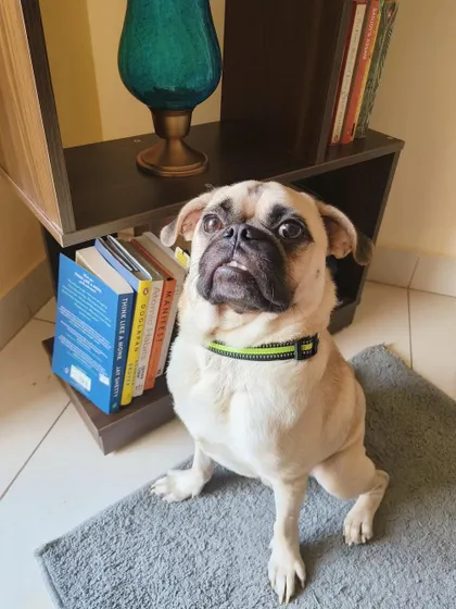Puggu giving his best "adopt me" eyes, which clearly worked. He is now in a loving home.