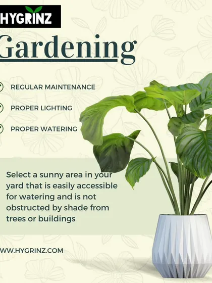 This infographic covers the three pillars of successful gardening: ensuring regular maintenance, providing proper lighting by selecting a sunny area, and maintaining a proper watering schedule.