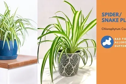 If you have allergies, some plants are better than others. The Spider Plant, while being a great air purifier, can be a trigger for some allergy sufferers.