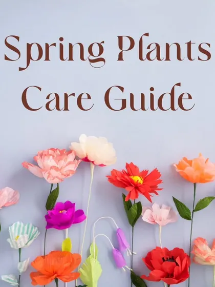 As the weather warms up, your plants' needs change. Our Spring Plants Care Guide is here to help you transition, with tips on watering, sunlight, and preparing for a season of growth.