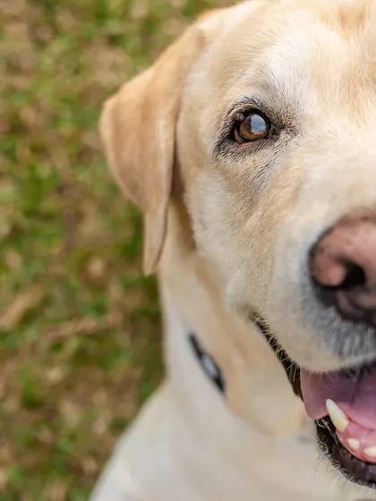 A close-up portrait of Spike on his 10th birthday. You can see the wisdom and love in his eyes.