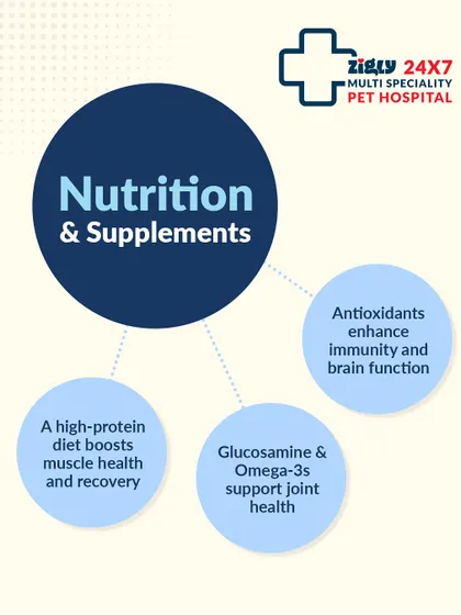 Nutrition is key for senior dogs. A high-protein diet, along with supplements like Glucosamine and antioxidants, can boost muscle health, immunity, and brain function.
