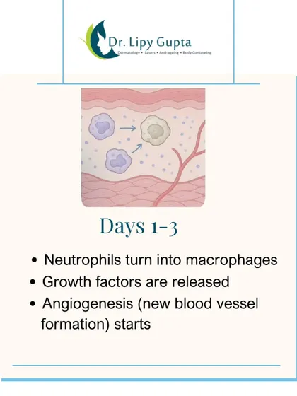 In the first 1 to 3 days, growth factors are released and new blood vessel formation begins. This is your skin's cellular cleanup crew getting to work.
