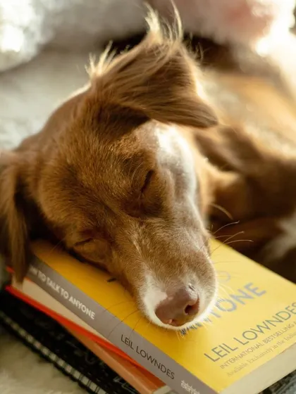 After a long day of reading, Simi uses a stack of books as the perfect pillow for a cozy nap.
