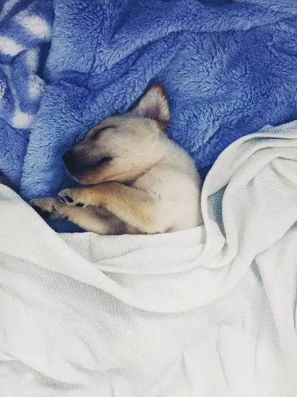 We can't get enough of this photo of baby Comet, completely at peace.
