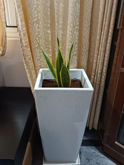 A tall, square white FRP pot housing a vibrant Snake Plant, placed elegantly next to a wooden cabinet, adding a touch of green to the room's decor.