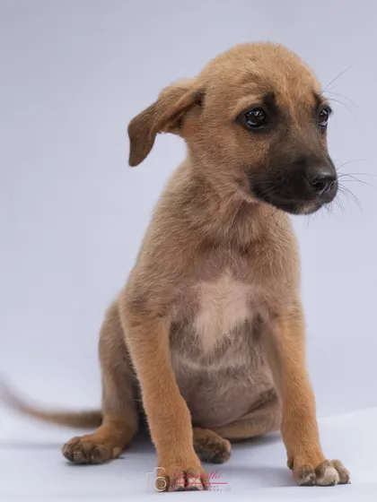 A tiny, adorable puppy posing for its adoption photo against a simple white background. Studio shots help potential adopters see their true personality.