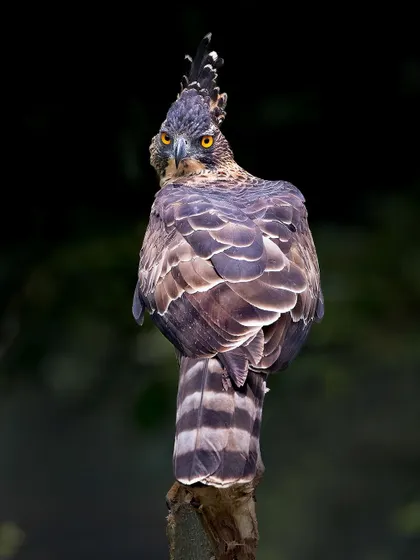 The Legge's Hawk Eagle turns to look back, giving a fantastic view of its impressive crest and feather details.