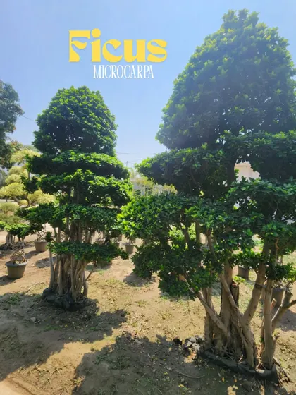 A pair of large Ficus Microcarpa topiaries, showcasing their mature, tree-like forms. These are ideal for creating grand entrances or framing a view.