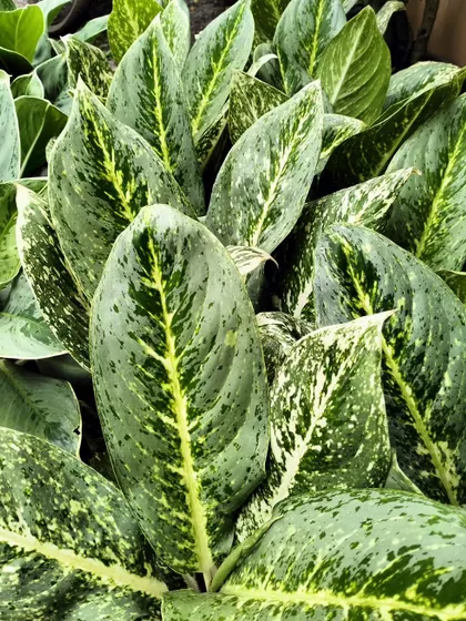 This variegated Aglaonema is a versatile and hardy indoor plant, making it an excellent, low-maintenance option for our office rental clients.