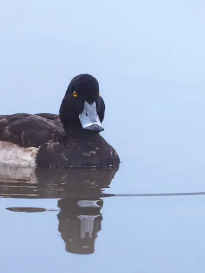 A bold male Tufted Pochard, a migratory duck, swims in a village johad, comfortable with human presence nearby.