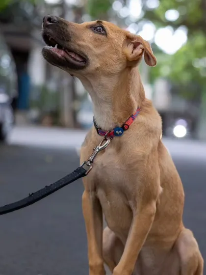 A shot of Kadhali looking up attentively during one of our walks. This image showcases her focus and eagerness to learn, qualities I see in so many rescue dogs.