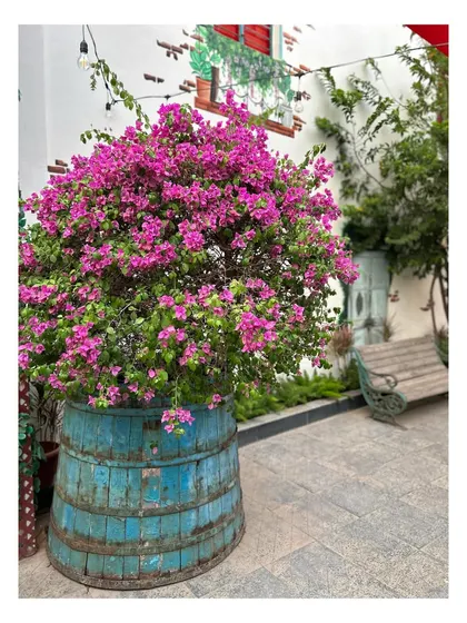 We believe in sustainable beauty, like this magnificent bougainvillea thriving in a rustic, upcycled wooden barrel. This flowering plant adds a brilliant pop of color and character to the outdoor seating area of a pub.