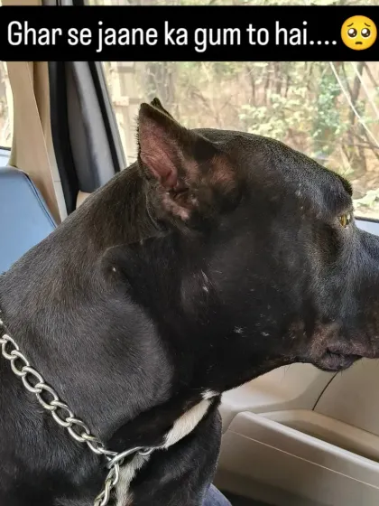He might look sad to leave home, but the comfort of the Furry Taxi always brings a smile to their face.