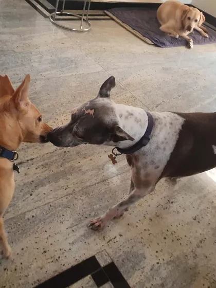 A soft greeting between two dogs. These moments are encouraged through positive reinforcement, creating a space where dogs feel safe to interact.