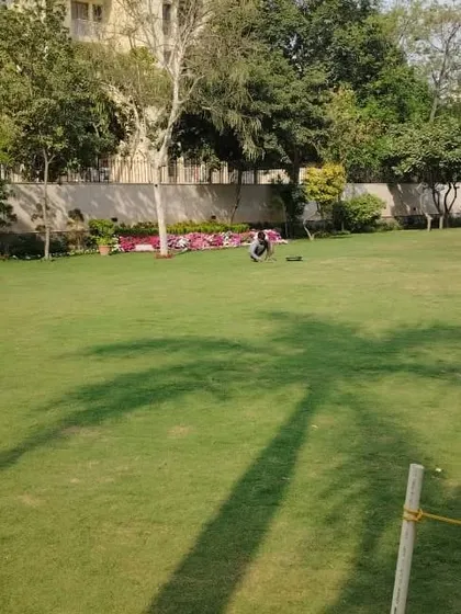 A large residential lawn with the shadow of a palm tree cast across it. We ensure large lawns are perfectly graded and maintained for a carpet-like appearance.