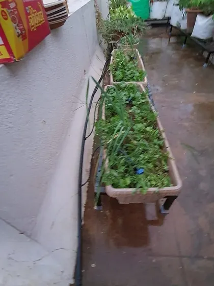 These rectangular planters filled with greens fit perfectly on our custom-sized stands along a terrace wall, maximizing the growing area in a narrow space.