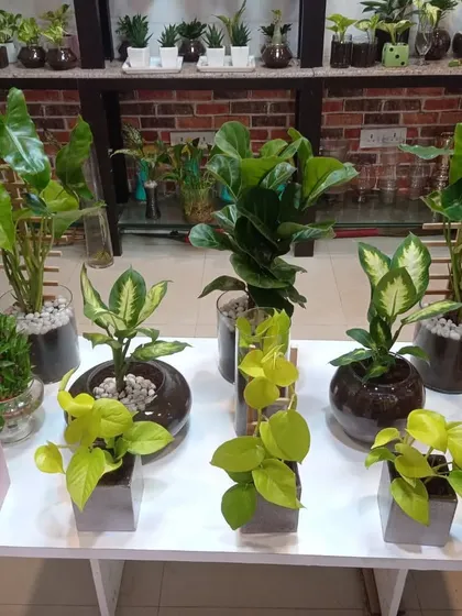 A full display of our indoor plant arrangements, featuring Fiddle Leaf Fig, Alocasia, and Money Plant, all in stylish glass pots.