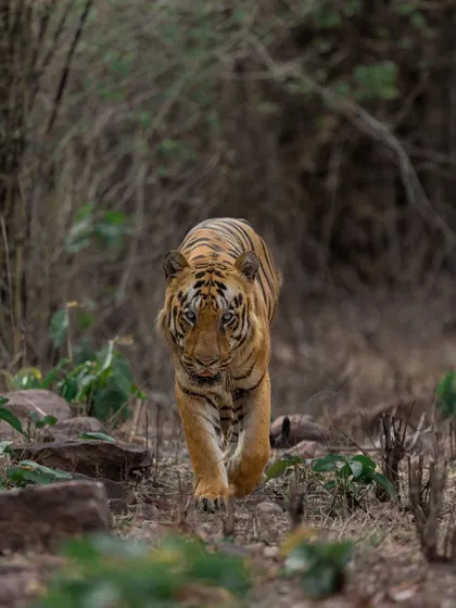 The late King Bajrang of Tadoba, a tiger of immense size and shy nature. This was a rare moment where he walked head-on, a memory I will always cherish.