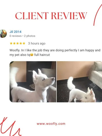 A perfect full haircut and a happy pet is a job well done. I'm so glad this client and their pet were pleased with the results.