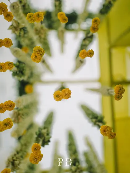 An artistic shot looking up through the hanging marigold and tuberose garlands, creating a beautiful, abstract floral pattern.