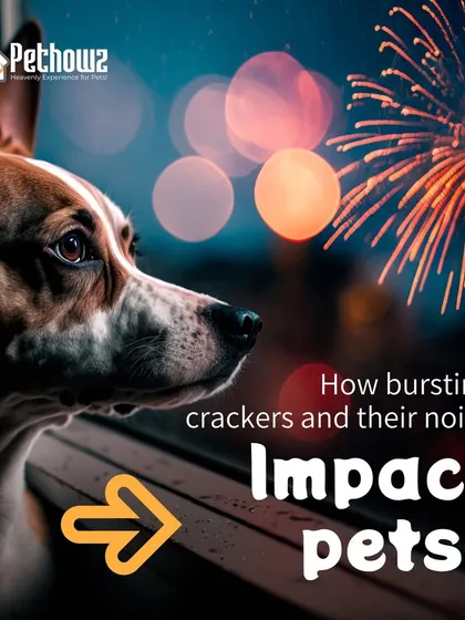 A powerful image showing a dog's anxiety during fireworks. We use this to raise awareness and encourage pet-friendly celebrations, a core part of our stress-free care philosophy.