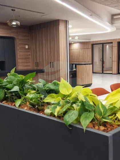 This is part of our "Dahlia Project" in Chennai, where we used long planters filled with Golden Pothos. The bright yellow-green leaves bring a cheerful energy to the workspace and help improve indoor air quality.