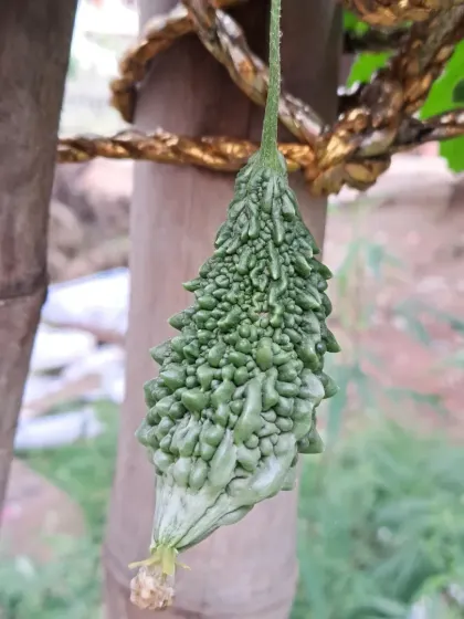 A close-up of a young bitter gourd. I can help you identify and manage common pests that affect these plants.