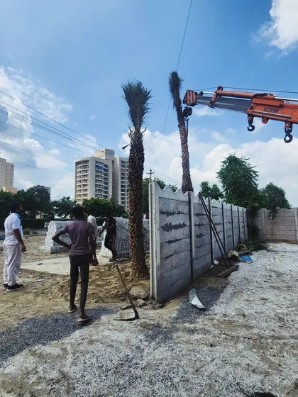 The installation of Date Palms in an urban setting, with high-rise buildings in the background, shows how we can bring a tropical feel to the city.