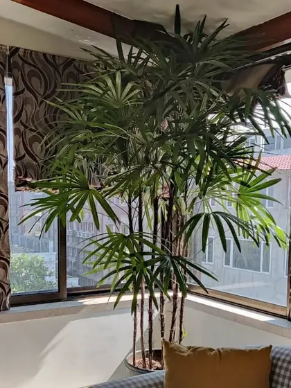 A tall Rhapis palm perfectly placed in a sunlit corner of a home. We help you choose the right plant for the right spot, ensuring it not only survives but thrives while enhancing your home's decor.