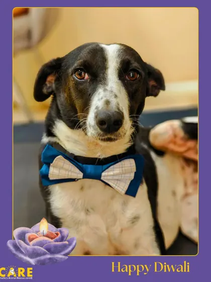 This distinguished gentleman in his blue bowtie wishes everyone a peaceful and prosperous Diwali.