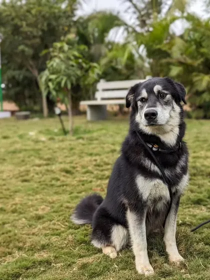 Gouda sitting patiently during a training session at the ranch. Our daycare and play packages are perfect for keeping high-energy dogs mentally and physically stimulated throughout the day.