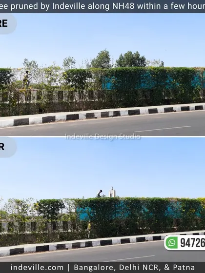 A duplicate image of the impressive transformation of the overgrown hedge.