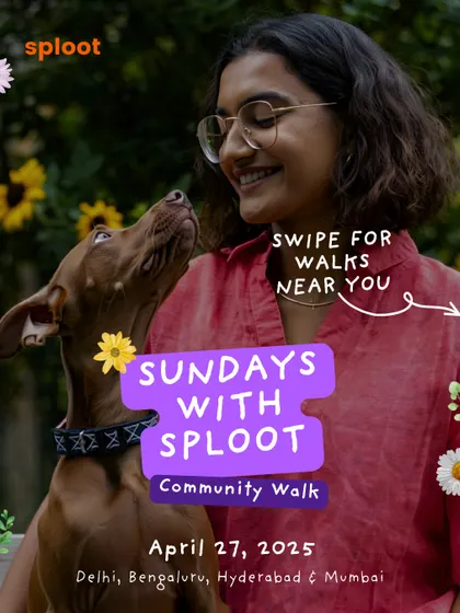 A beautiful shot of a dog looking up at her human, capturing the bond that our community walks help to strengthen.