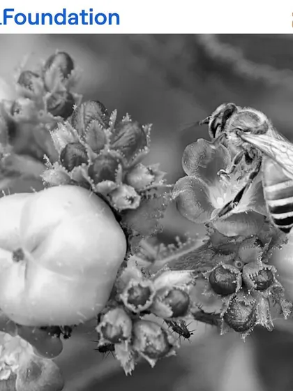 A honeybee diligently pollinates a flower. Bees are essential for the reproduction of many plants, and we ensure our sites are rich with native flowering species to support them.