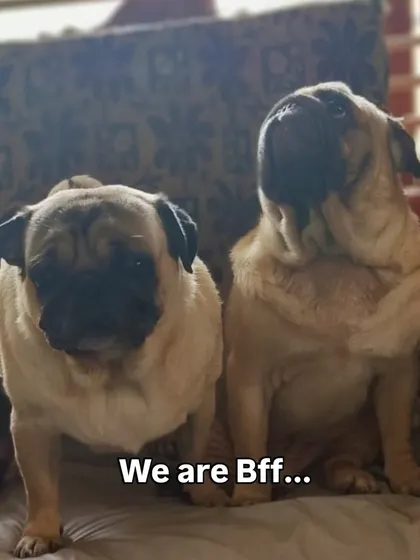 "We are Bff..." These pugs are proof that dogs make the best of friends here.