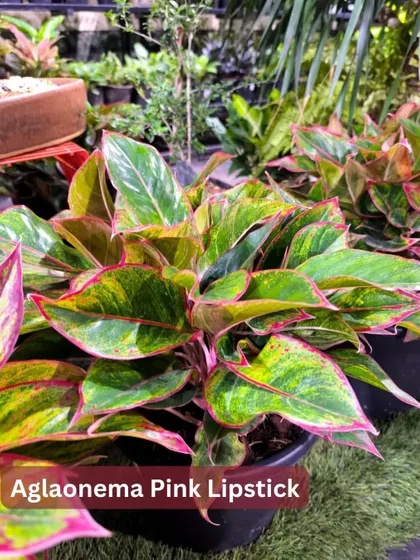 This is the Aglaonema Pink Lipstick, named for the delicate pink edges on its leaves. It's a subtle yet beautiful variety that thrives in indoor conditions.
