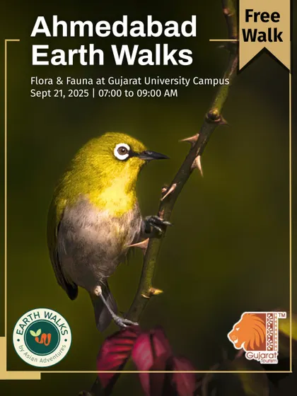 An Oriental White-eye peeks from a thorny branch in this poster for our Ahmedabad Earth Walk. These walks highlight the hidden biodiversity within city spaces like the Gujarat University Campus, making nature accessible to everyone.