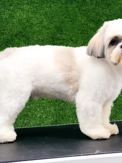 A perfect example of a standard Shih Tzu pet trim. This cut is practical, cute, and easy for owners to maintain between grooming appointments.