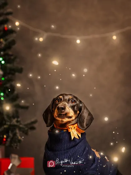 This senior Dachshund looks so dapper and wise in his turtleneck sweater. Themed studio sessions are perfect for capturing the holiday spirit with your furry family member.