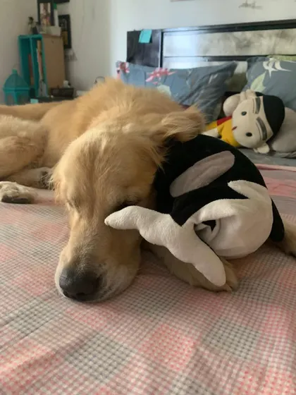 Charlie, now in his forever home, cuddling with a toy on the bed. He is finally safe and loved.