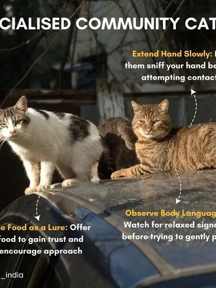 How to approach socialized community cats: extend your hand slowly, let them sniff you, and use food as a lure to gain trust. Observe their body language for relaxed signals before attempting to pet them.