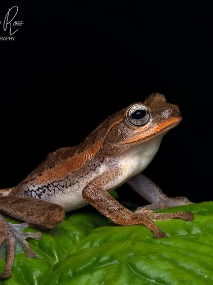A female Beddomixalus bijui, an extremely rare frog that has only been seen a handful of times since it was described to science. A true jackpot find.