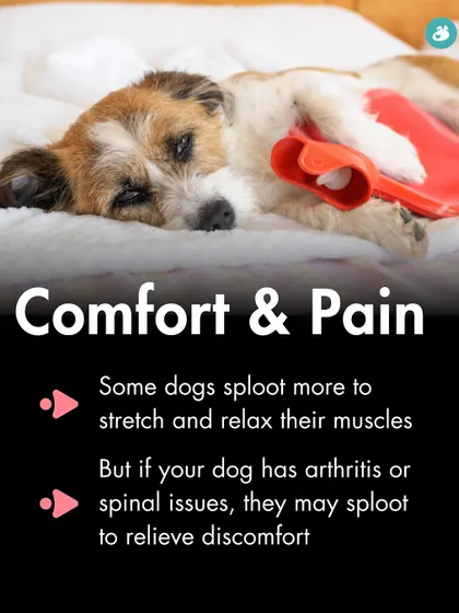 For some dogs, splooting is a way to stretch and relax. But for dogs with arthritis or spinal issues, it can also be a way to relieve pain and discomfort.